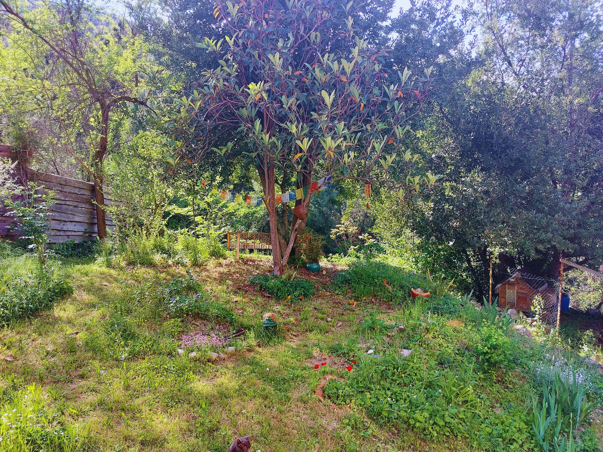 Jardin verdoyant avec arbres et fenêtres en arc de la maison